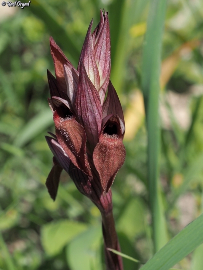 Serapias orientalis ssp. levantina  Geotagged,Israel,Serapias orientalis,Winter