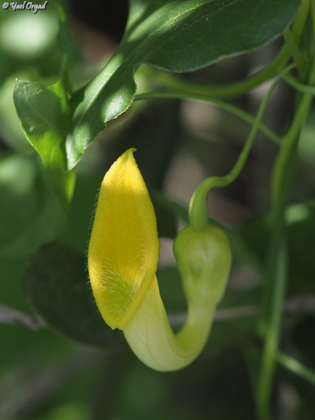 Aristolochia sempervirens - hypochromic usually the flower is brown...  Aristolochia sempervirens,Climbing Birthwort,Geotagged,Israel,Winter