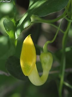 Aristolochia sempervirens - hypochromic usually the flower is brown...  Aristolochia sempervirens,Climbing Birthwort,Geotagged,Israel,Winter