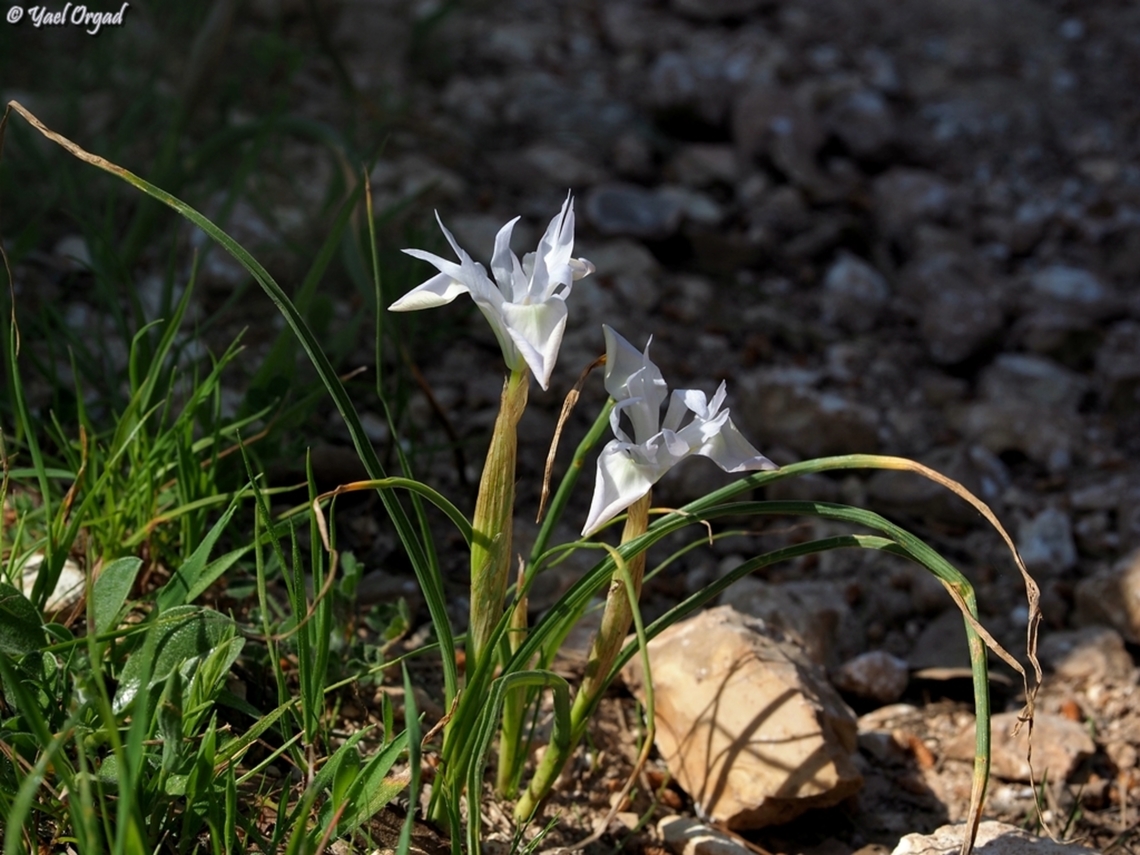 Albino Moraea sisyrinchium  Barbary-Nut,Geotagged,Israel,Moraea sisyrinchium,Winter