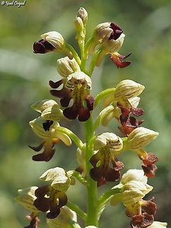 Orchis punctulata  Geotagged,Israel,Orchis punctulata,Small-dotted Orchis,Winter