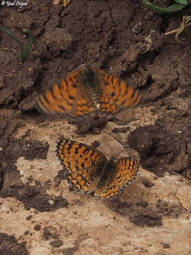 Ariel's Melitaea on October 7th 2023, Hammas terrorists invaded Israel, murdered about 1200 people, kidnapped 251 and put our country into a horrible chaos. 59 of the kidnapped are still there, in Gaza. <br />
one of the families that was kidnapped was the Bibas family - the horrifying picture of mom Shiri, holding her 2 babies - 4 years old Ariel and 9 month old Kfir, is one of the horrid pictures of the event. <br />
<a href="https://en.wikipedia.org/wiki/Kidnapping_and_killing_of_the_Bibas_family" rel="nofollow">https://en.wikipedia.org/wiki/Kidnapping_and_killing_of_the_Bibas_family</a><br />
sadly, Shiri &amp; both sons were murdered in captivity, and only the father, Yarden, survived. <br />
as a tribute to Ariel who loved butterflies, the Hebrew name of the Melitaea ornata was changed to &quot;Ariel&#039;s Melitaea&quot;.  Eastern Knapweed Fritillary,Geotagged,Israel,Melitaea ornata,Spring