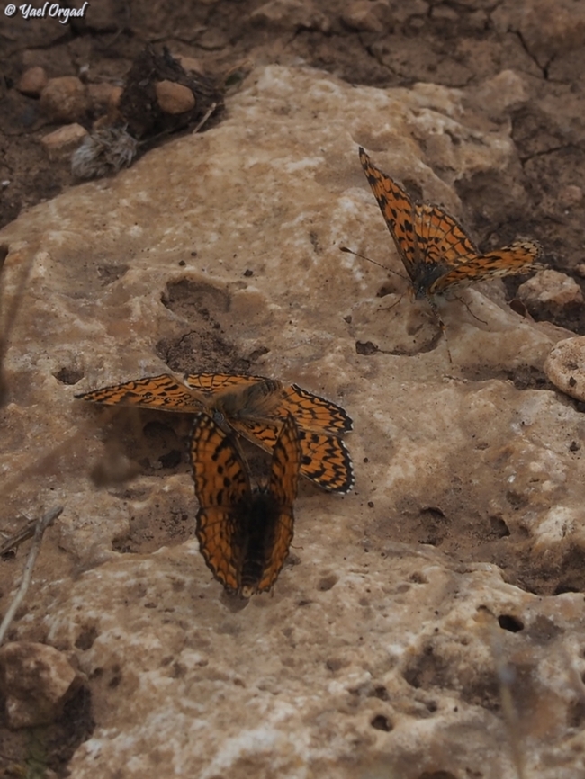 Ariel's Melitaea on October 7th 2023, Hammas terrorists invaded Israel, murdered about 1200 people, kidnapped 251 and put our country into a horrible chaos. 59 of the kidnapped are still there, in Gaza. <br />
one of the families that was kidnapped was the Bibas family - the horrifying picture of mom Shiri, holding her 2 babies - 4 years old Ariel and 9 month old Kfir, is one of the horrid pictures of the event. <br />
<a href="https://en.wikipedia.org/wiki/Kidnapping_and_killing_of_the_Bibas_family" rel="nofollow">https://en.wikipedia.org/wiki/Kidnapping_and_killing_of_the_Bibas_family</a><br />
sadly, Shiri &amp; her sons were murdered in captivity, and only the father, Yarden, survived. <br />
as a tribute to Ariel who loved butterflies, the Hebrew name of the Melitaea ornata was changed to &quot;Ariel&#039;s Melitaea&quot;.  Eastern Knapweed Fritillary,Geotagged,Israel,Melitaea ornata,Spring