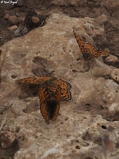 Ariel's Melitaea on October 7th 2023, Hammas terrorists invaded Israel, murdered about 1200 people, kidnapped 251 and put our country into a horrible chaos. 59 of the kidnapped are still there, in Gaza. 
one of the families that was kidnapped was the Bibas family - the horrifying picture of mom Shiri, holding her 2 babies - 4 years old Ariel and 9 month old Kfir, is one of the horrid pictures of the event. 
https://en.wikipedia.org/wiki/Kidnapping_and_killing_of_the_Bibas_family
sadly, Shiri & her sons were murdered in captivity, and only the father, Yarden, survived. 
as a tribute to Ariel who loved butterflies, the Hebrew name of the Melitaea ornata was changed to "Ariel's Melitaea".  Eastern Knapweed Fritillary,Geotagged,Israel,Melitaea ornata,Spring