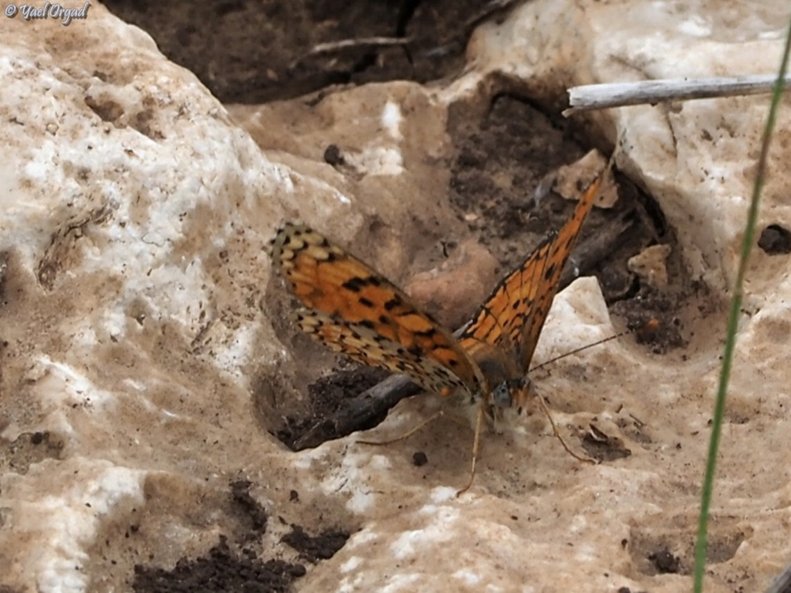 Ariel's Melitaea on October 7th 2023, Hammas terrorists invaded Israel, murdered about 1200 people, kidnapped 251 and put our country into a horrible chaos. 59 of the kidnapped are still there, in Gaza. <br />
one of the families that was kidnapped was the Bibas family - the horrifying picture of mom Shiri, holding her 2 babies - 4 years old Ariel and 9 month old Kfir, is one of the horrid pictures of the event. <br />
<a href="https://en.wikipedia.org/wiki/Kidnapping_and_killing_of_the_Bibas_family" rel="nofollow">https://en.wikipedia.org/wiki/Kidnapping_and_killing_of_the_Bibas_family</a><br />
sadly, Shiri &amp; both sons were murdered in captivity, and only the father, Yarden, survived. <br />
as a tribute to Ariel who loved butterflies, the Hebrew name of the Melitaea ornata was changed to &quot;Ariel&#039;s Melitaea&quot;.  Eastern Knapweed Fritillary,Geotagged,Israel,Melitaea ornata,Spring
