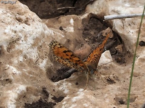 Ariel's Melitaea on October 7th 2023, Hammas terrorists invaded Israel, murdered about 1200 people, kidnapped 251 and put our country into a horrible chaos. 59 of the kidnapped are still there, in Gaza. 
one of the families that was kidnapped was the Bibas family - the horrifying picture of mom Shiri, holding her 2 babies - 4 years old Ariel and 9 month old Kfir, is one of the horrid pictures of the event. 
https://en.wikipedia.org/wiki/Kidnapping_and_killing_of_the_Bibas_family
sadly, Shiri & both sons were murdered in captivity, and only the father, Yarden, survived. 
as a tribute to Ariel who loved butterflies, the Hebrew name of the Melitaea ornata was changed to "Ariel's Melitaea".  Eastern Knapweed Fritillary,Geotagged,Israel,Melitaea ornata,Spring