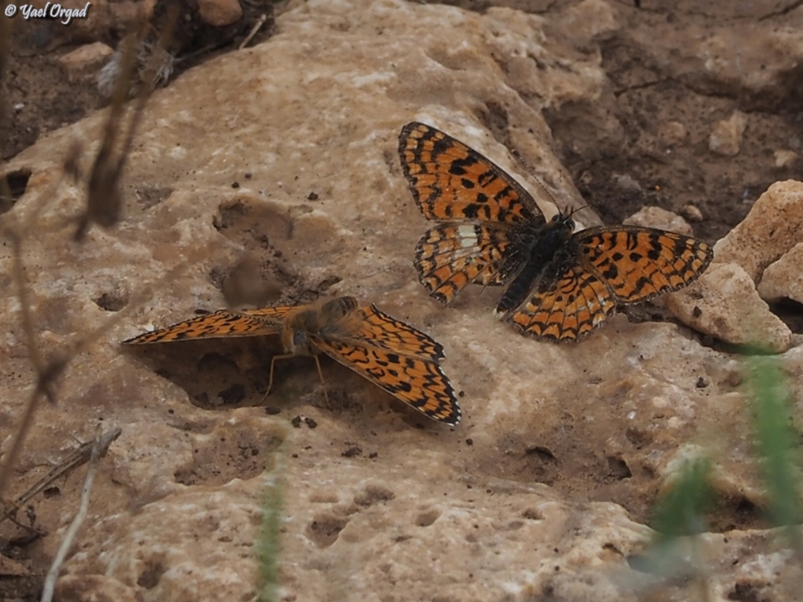 Ariel's Melitaea on October 7th 2023, Hammas terrorists invaded Israel, murdered about 1200 people, kidnapped 251 and put our country into a horrible chaos. 59 of the kidnapped are still there, in Gaza. <br />
one of the families that was kidnapped was the Bibas family - the horrifying picture of mom Shiri, holding her 2 babies - 4 years old Ariel and 9 month old Kfir, is one of the horrid pictures of the event. <br />
<a href="https://en.wikipedia.org/wiki/Kidnapping_and_killing_of_the_Bibas_family" rel="nofollow">https://en.wikipedia.org/wiki/Kidnapping_and_killing_of_the_Bibas_family</a><br />
sadly, Shiri &amp; both sons were murdered in captivity, and only the father, Yarden, survived. <br />
as a tribute to Ariel who loved butterflies, the Hebrew name of the Melitaea ornata was changed to &quot;Ariel&#039;s Melitaea&quot;.  Eastern Knapweed Fritillary,Geotagged,Israel,Melitaea ornata,Spring