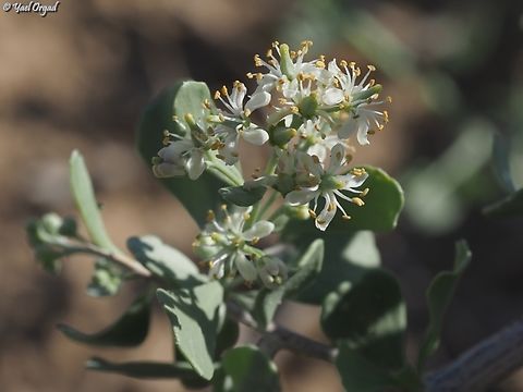 Nitraria retusa  Geotagged,Nitraria retusa,Salt Tree,Spring