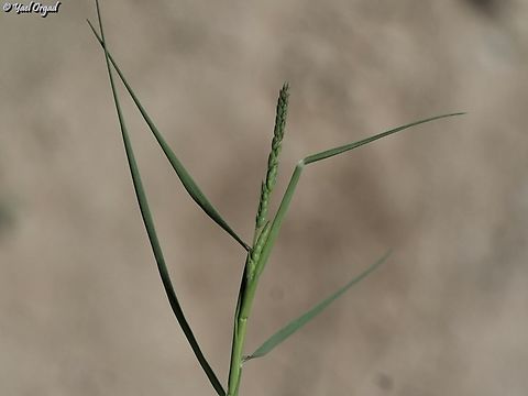Aeluropus lagopoides  Aeluropus lagopoides,Mangrove Grass