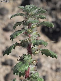 Forsskaolea tenacissima  Forsskaolea tenacissima,Geotagged,Spring