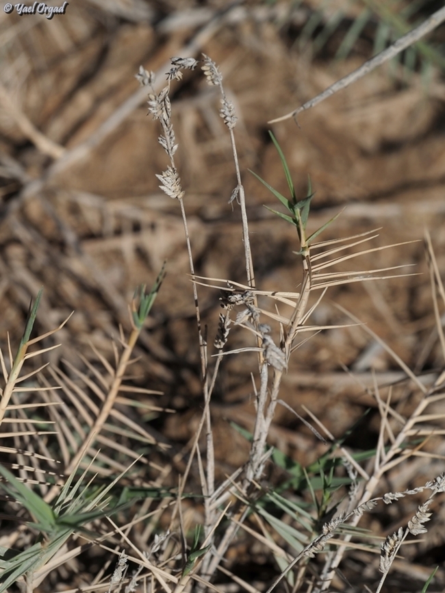 Aeluropus littoralis  Aeluropus littoralis,Geotagged,Spring
