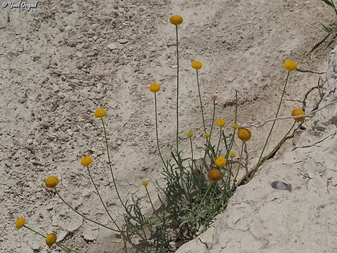 Aaronsohnia factorovskyi  Aaronsohnia factorovskyi,Geotagged,Spring