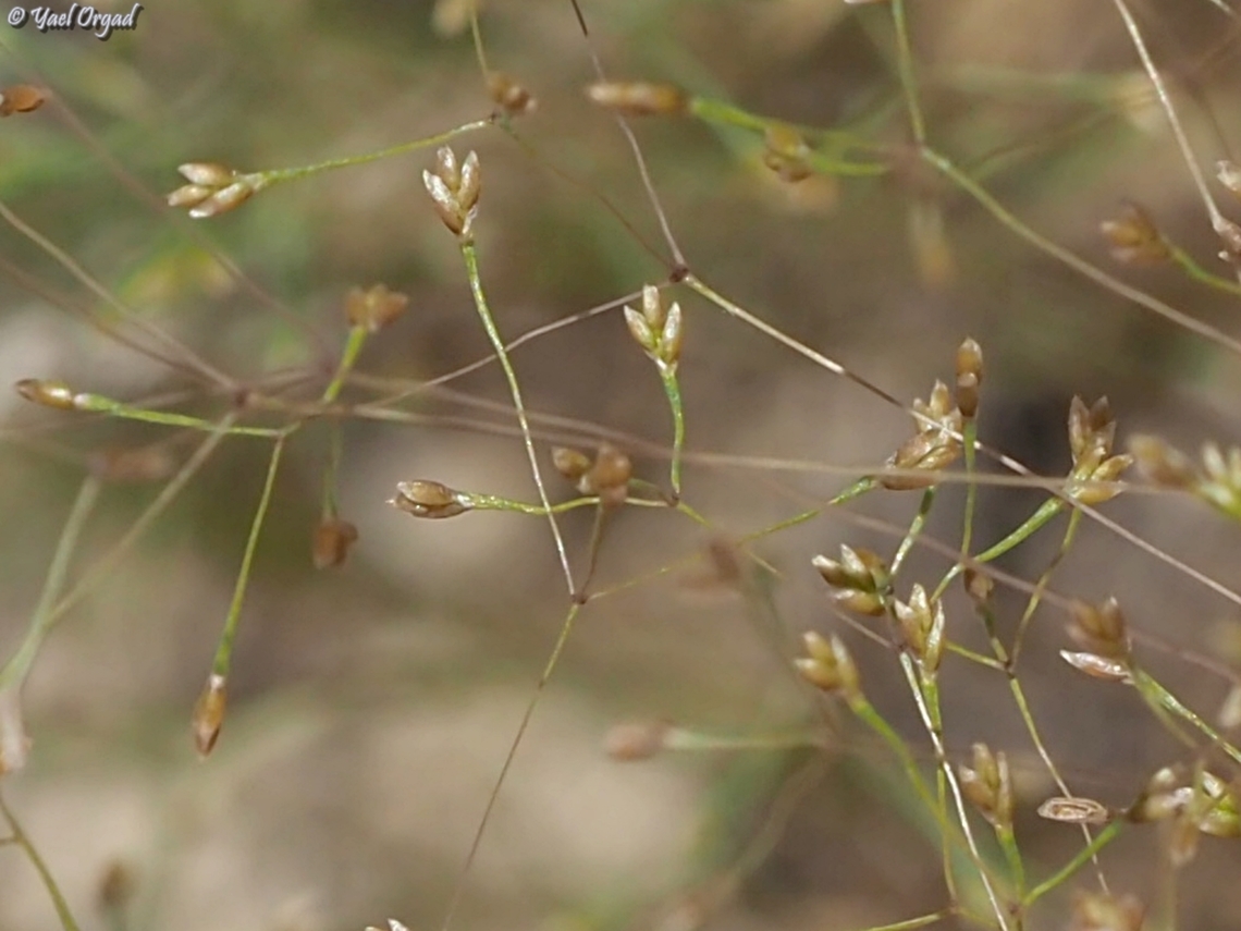 Sphenopus divaricatus a rare and very small desert grass, that grows on salted-soil. usually when you DO find them, you can find a patch of 1-2 sq. meters full of them.  Geotagged,Sphenopus divaricatus,Spring