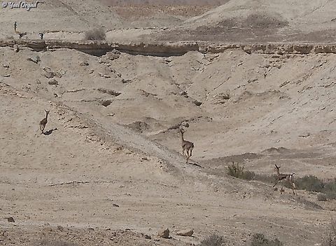 Gazella gazella  Gazella gazella,Geotagged,Mountain gazelle,Spring