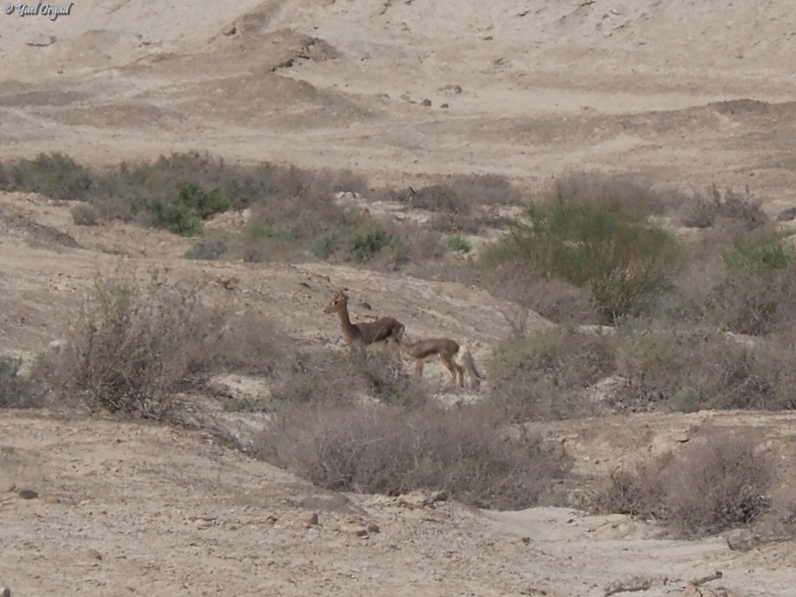 Gazella gazella  Gazella gazella,Geotagged,Mountain gazelle,Spring