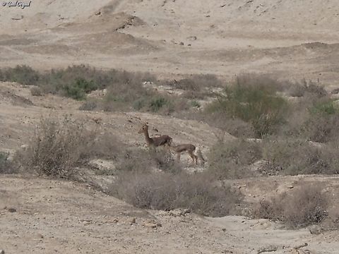 Gazella gazella  Gazella gazella,Geotagged,Mountain gazelle,Spring