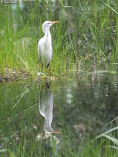 Bubulcus ibis another one with the reflection in the water.  Ardea ibis,Bubulcus ibis,Geotagged,Israel,Spring,Western cattle egret
