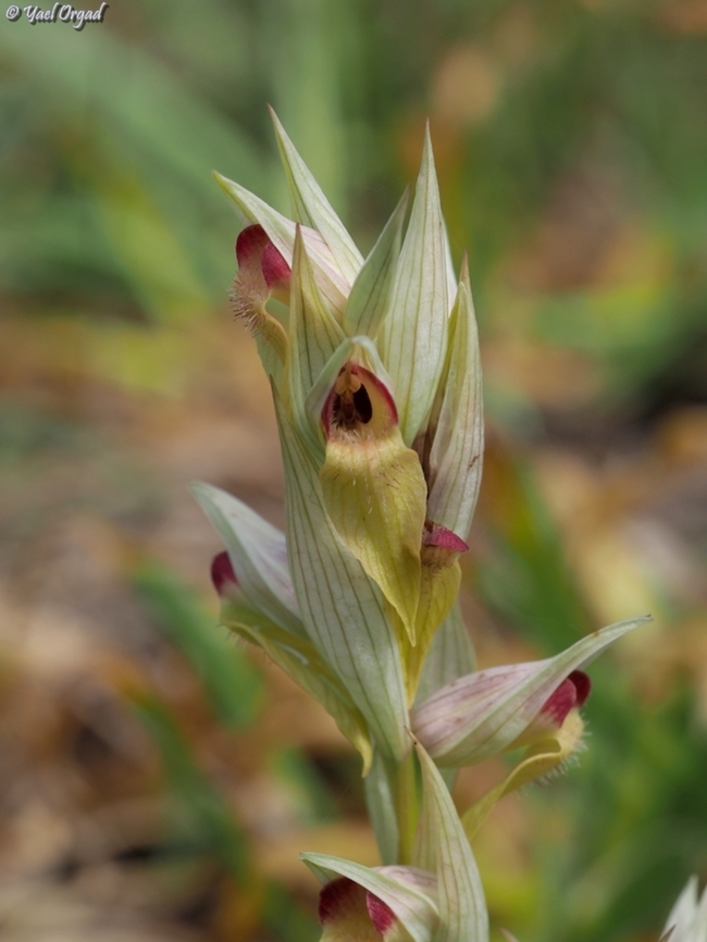 Serapias orientalis ssp. levantina a hypochomic one, with light yellow and red colors instead of the regular browns Geotagged,Israel,Serapias levantina,Serapias orientalis ssp. levantina,Spring