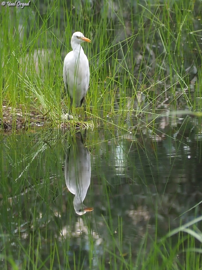Bubulcus ibis I love the reflection I got here :-)  Bubulcus ibis,Geotagged,Israel,Spring,Western cattle egret