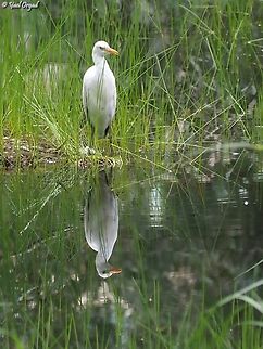 Bubulcus ibis I love the reflection I got here :-)  Bubulcus ibis,Geotagged,Israel,Spring,Western cattle egret
