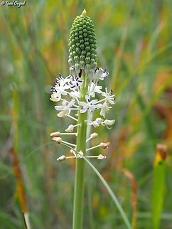 Scilla hyacinthoides - white flowers  Geotagged,Israel,Scilla hyacinthoides,Scilla hyancinthoides,Spring