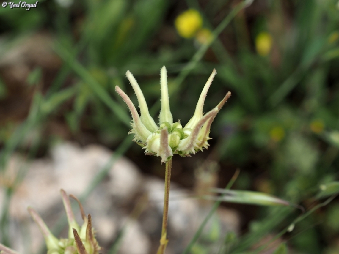 Calendula palaestina  Calendula palaestina,Geotagged,Israel,Spring