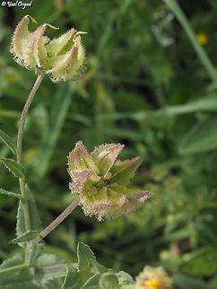 Calendula pachysperma  Calendula pachysperma,Geotagged,Israel,Spring