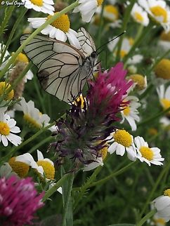 Aporia crataegi  Aporia crataegi,Black-veined white,Geotagged,Spring