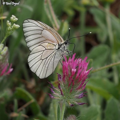 Aporia crataegi  Aporia crataegi,Black-veined white,Geotagged,Spring