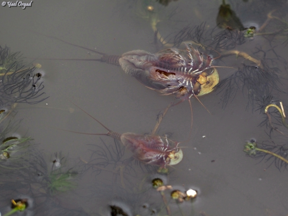 Triops cancriformis  Triops cancriformis