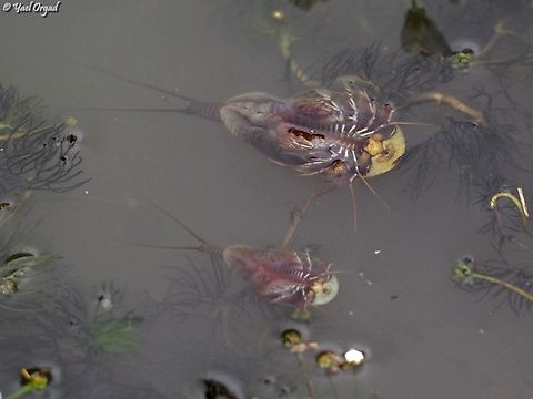 Triops cancriformis  Triops cancriformis