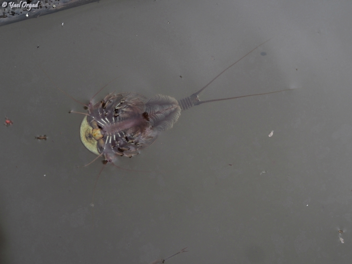 Triops cancriformis  Geotagged,Spring,Triops cancriformis