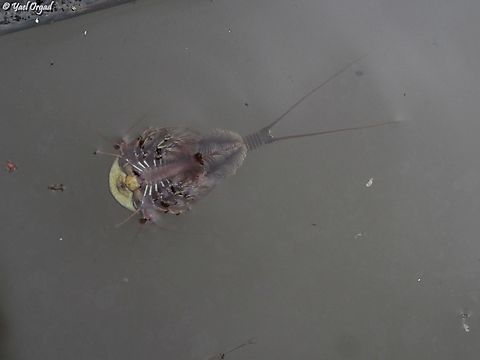 Triops cancriformis  Geotagged,Spring,Triops cancriformis