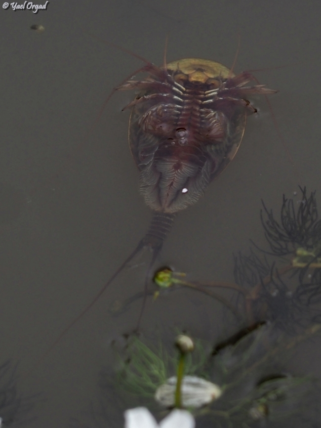 Triops cancriformis  Geotagged,Spring,Triops cancriformis