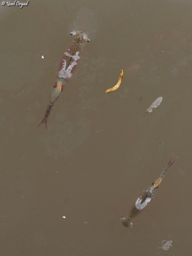 Chirocephalus neumanni  Chirocephalus neumanni,Geotagged,Israeli Fairy-Shrimp,Spring