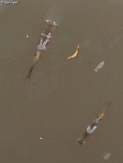 Chirocephalus neumanni  Chirocephalus neumanni,Geotagged,Israeli Fairy-Shrimp,Spring