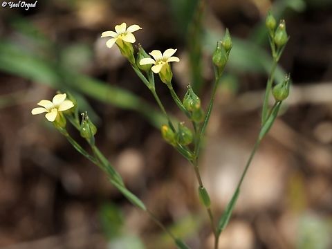Linum corymbulosum  Clustered Flax,Geotagged,Israel,Linum corymbulosum,Spring