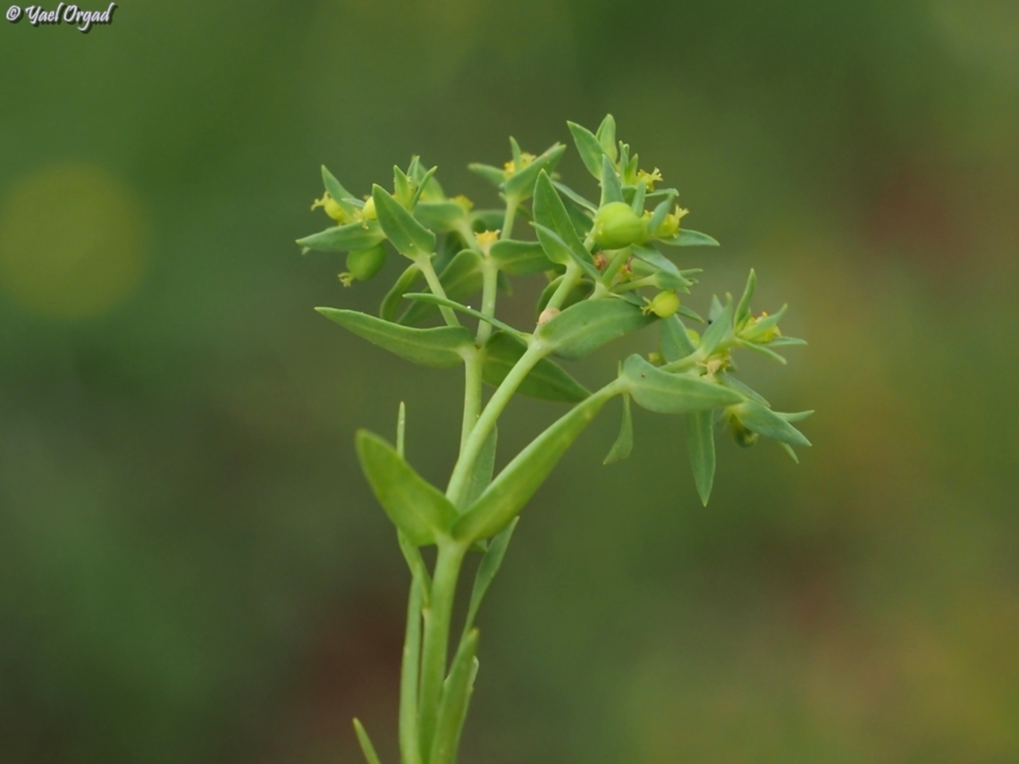 Euphorbia chamaepeplus  Euphorbia chamaepeplus,Geotagged,Spring