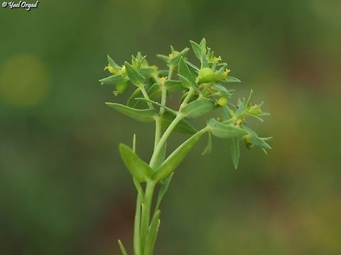 Euphorbia chamaepeplus  Euphorbia chamaepeplus,Geotagged,Spring