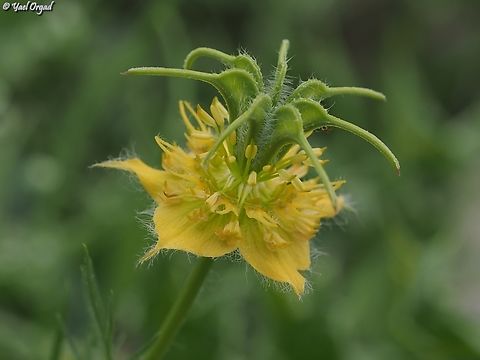 Nigella ciliaris  Geotagged,Nigella ciliaris,Spring