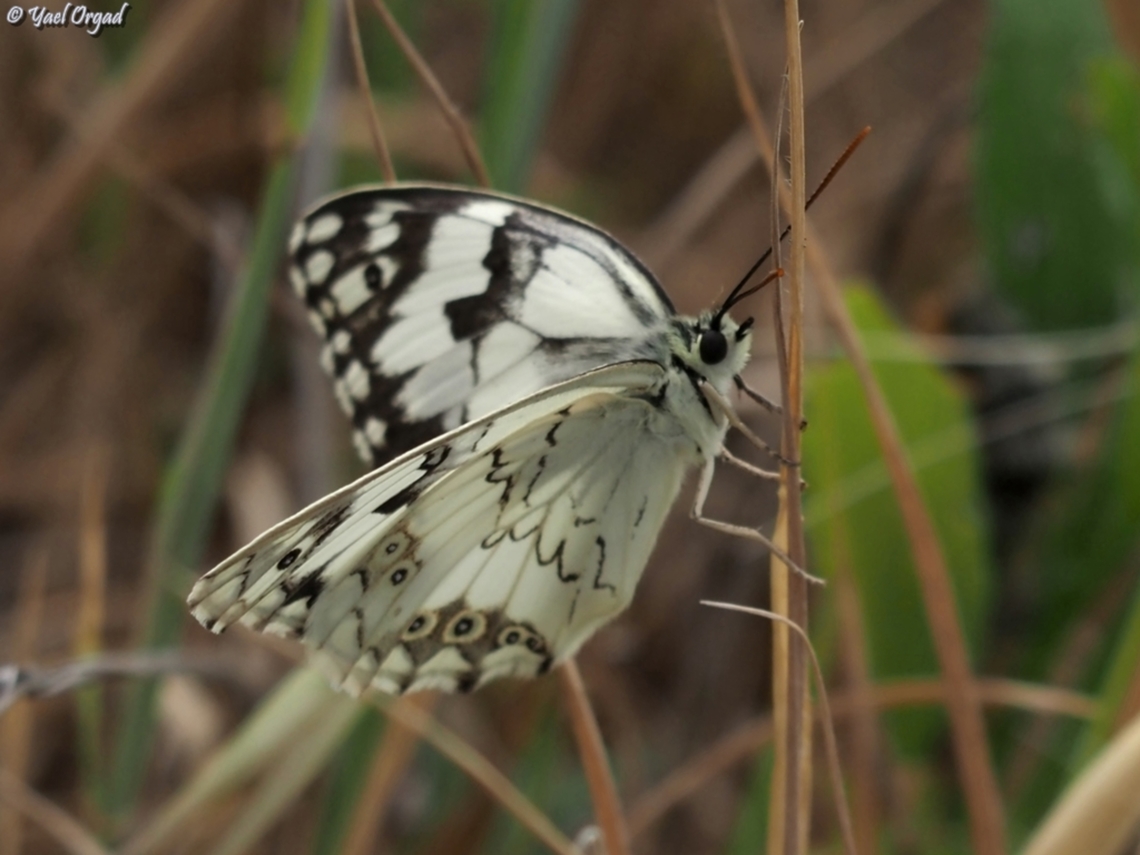 Melanargia titea  Geotagged,Levantine Marbled White,Melanargia titea,Spring