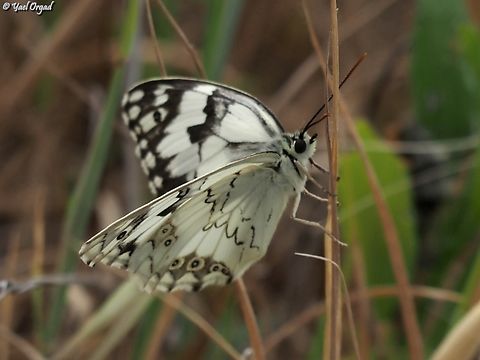 Melanargia titea  Geotagged,Levantine Marbled White,Melanargia titea,Spring