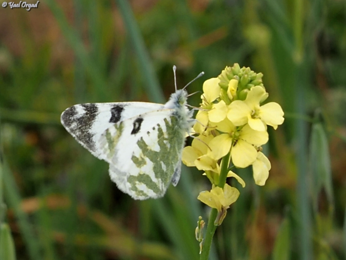 Euchloe belemia  Euchloe belemia,Geotagged,Green-striped White,Spring