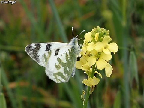 Euchloe belemia  Euchloe belemia,Geotagged,Green-striped White,Spring