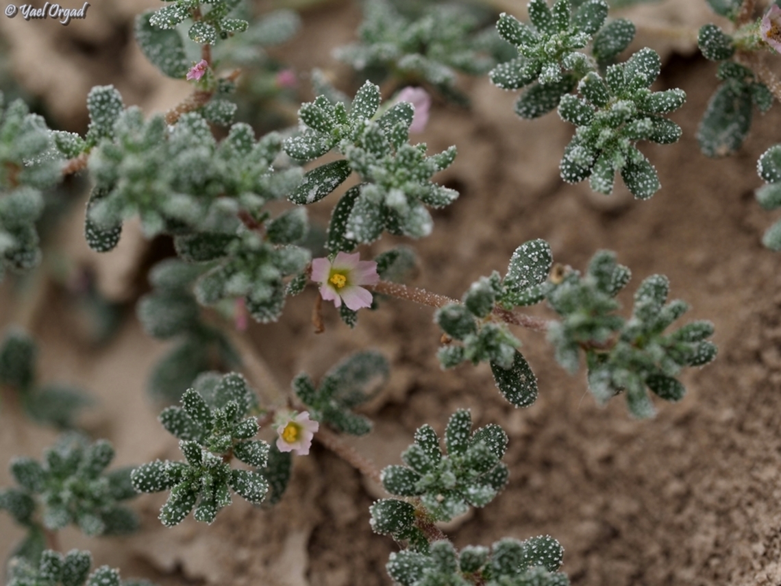 Frankenia pulverulenta a really tiny plant, that grows in salty soil and eject the salt as tiny white specks on all the plant stems and leaves.  Frankenia pulverulenta
