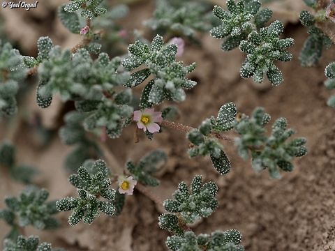 Frankenia pulverulenta a really tiny plant, that grows in salty soil and eject the salt as tiny white specks on all the plant stems and leaves.  Frankenia pulverulenta
