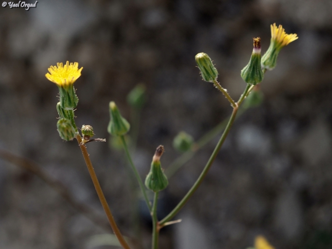 Sonchus tenerrimus  Slender Sowthistle,Sonchus tenerrimus