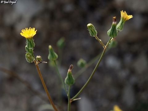 Sonchus tenerrimus  Slender Sowthistle,Sonchus tenerrimus