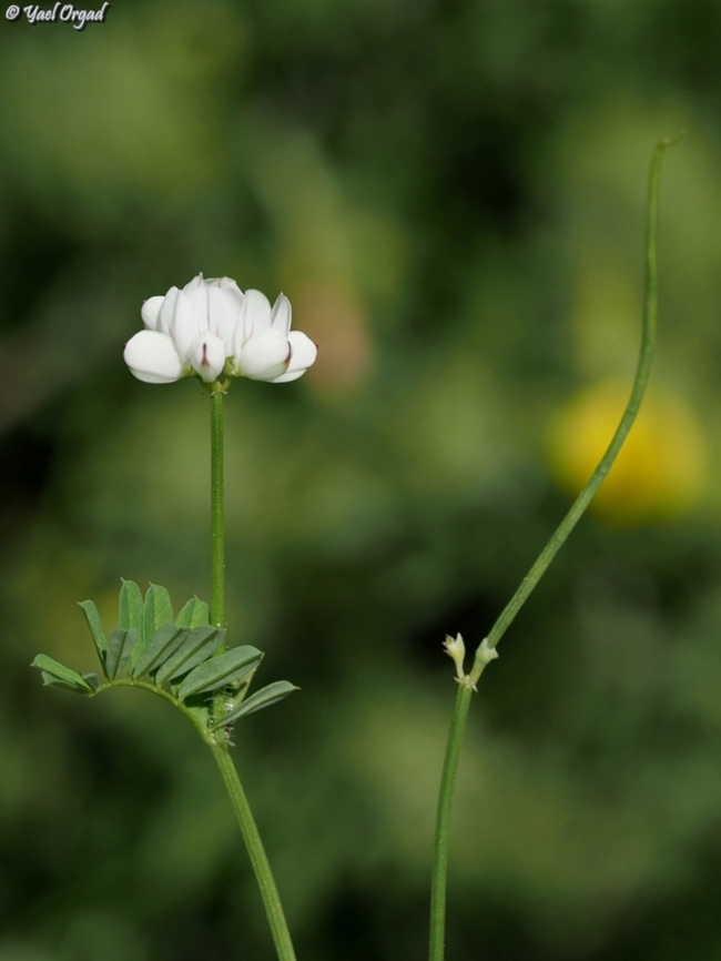 Securigera cretica  Cretan Crownvetch,Geotagged,Israel,Securigera cretica,Spring