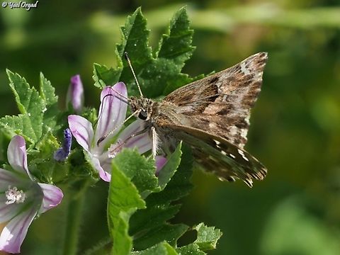 Carcharodus alceae  Carcharodus alceae,Geotagged,Israel,Mallow Skipper,Spring